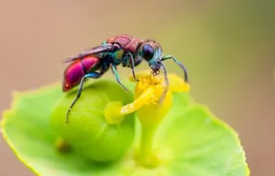 Fotografía insecto, muestra de la Exposición Insectos y flores de Castilla-La Mancha Fotografía insecto, muestra de la Exposición Insectos y flores de Castilla-La Mancha
