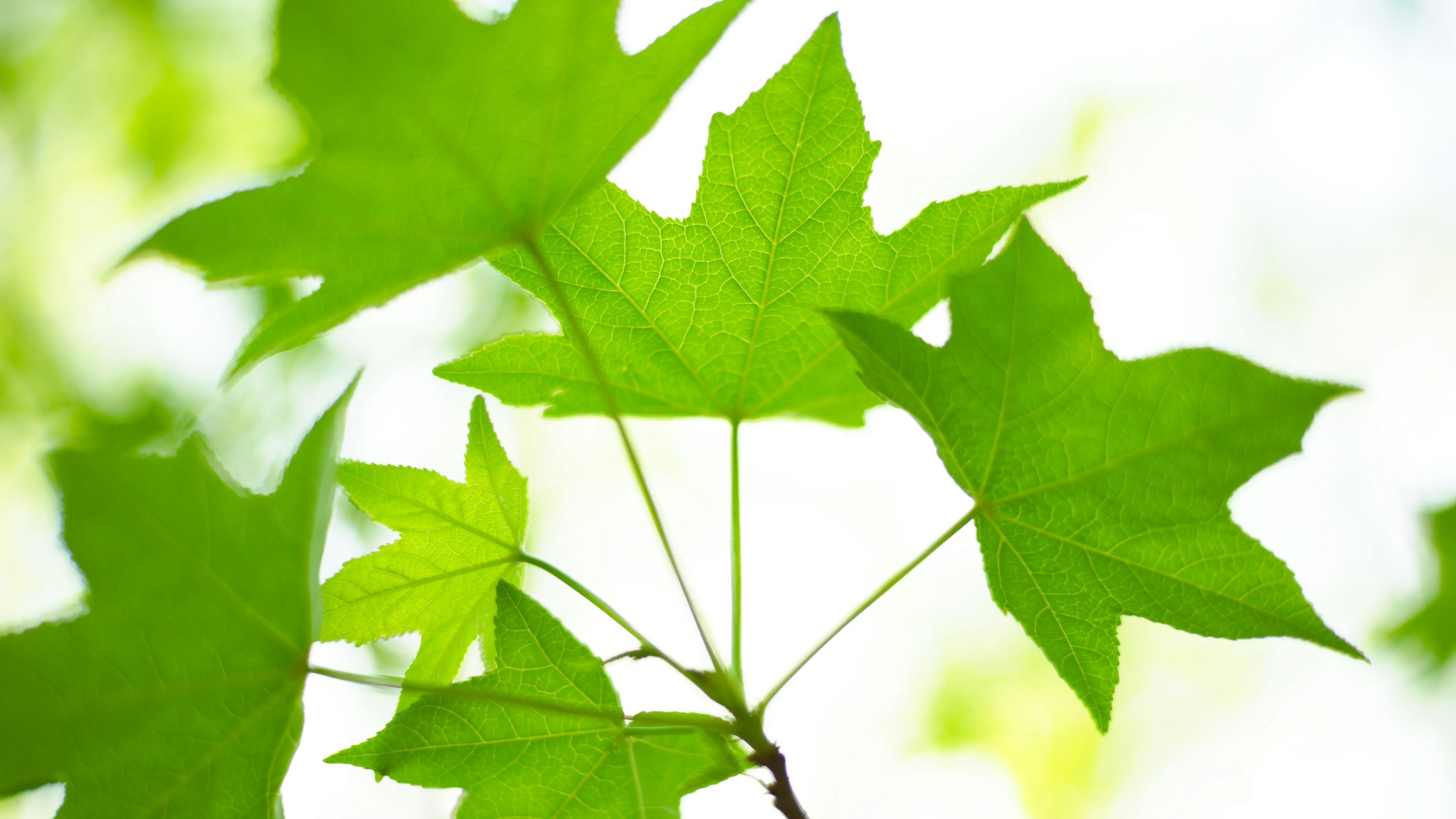 Exposición " Lo que la hoja te cuenta"