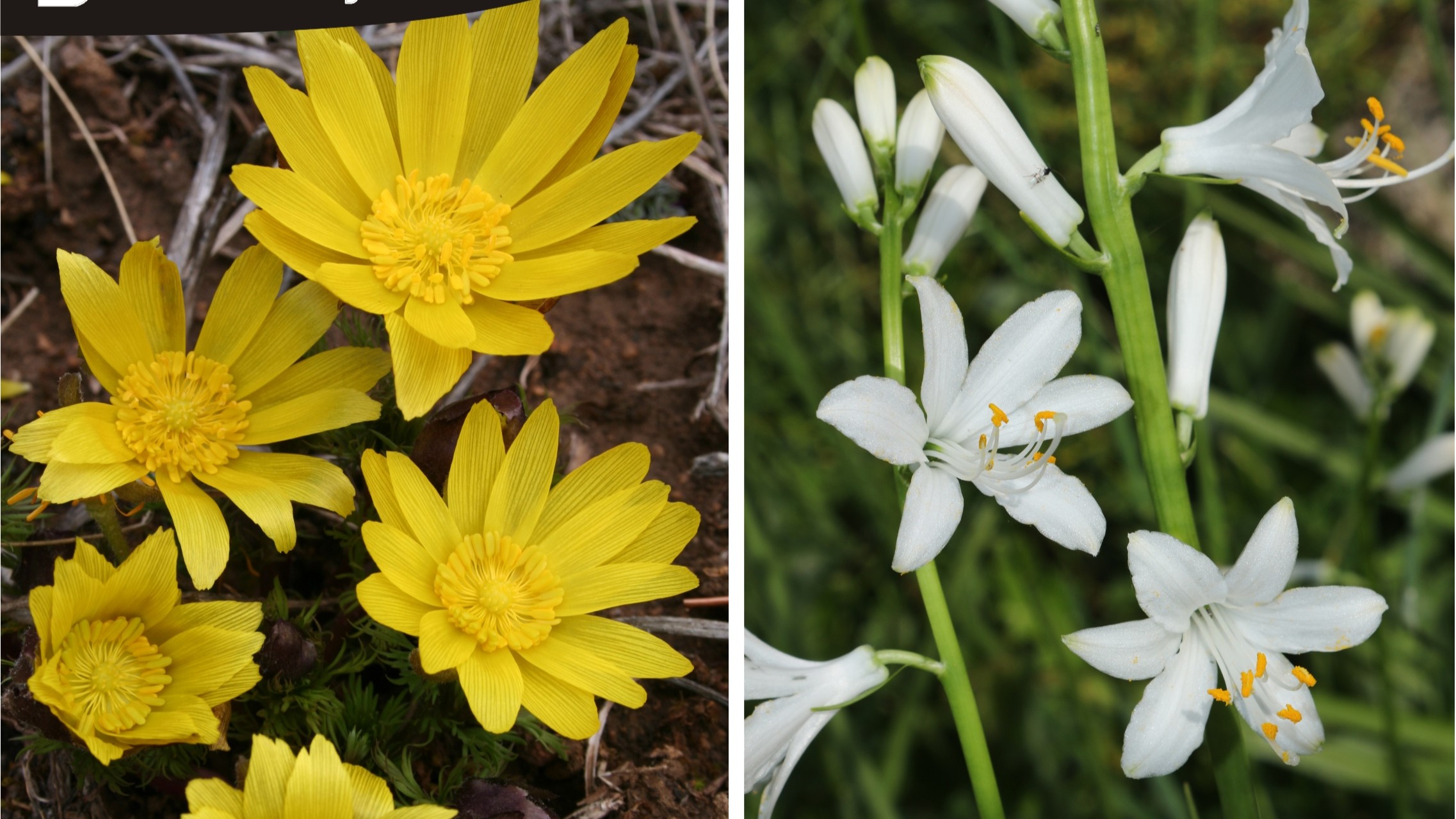 Catálogo florístico de la provincia de Guadalajara", de Gonzalo Mateo, Óscar García y Julián García