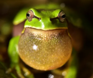 Exposición fotográfica y documental “Anfibios"