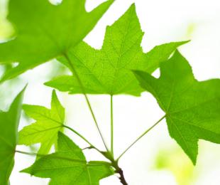 Exposición &quot; Lo que la hoja te cuenta&quot;