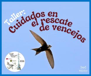 Taller de cuidados en el rescate de vencejos
